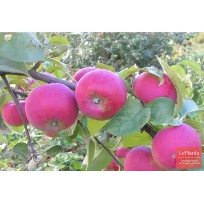 МОСКОВСКОЕ КРАСНОЕ