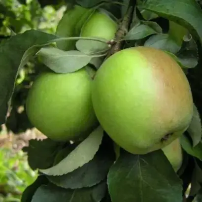 ПАМЯТЬ ПОКРОВСКОЙ А.С.