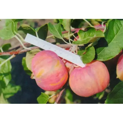 БАРНАУЛЬСКОЕ РАННЕЕ