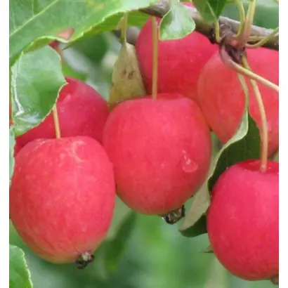 КУЗНЕЦОВСКОЕ