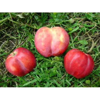 ХРУСТАЛЬНЫЙ БАШМАЧОК