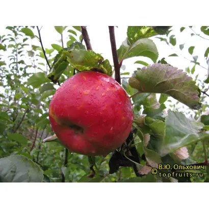 РЕНЕТ КАРПОВА