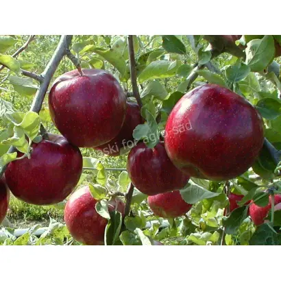 РЕД ДЖОНАПРИНЦ