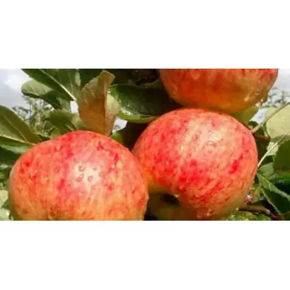 ПРИУРАЛЬСКОЕ