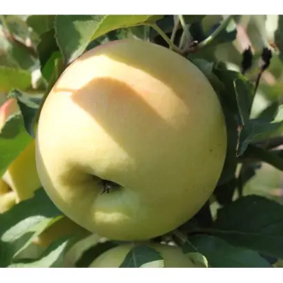 ГОЛДЕН ОРАНДЖ