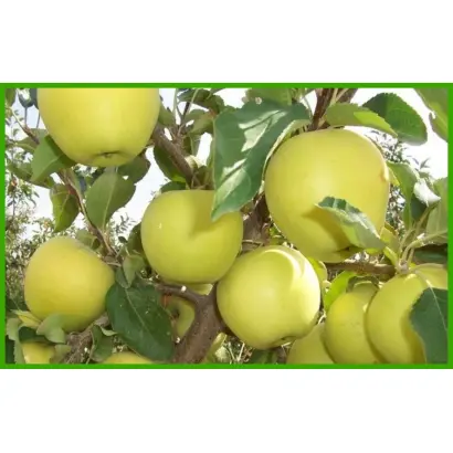 ГОЛДЕН РЕЙНДЕРС