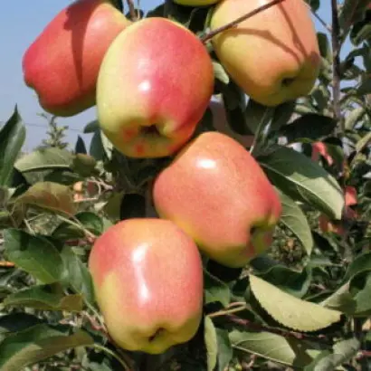 ГОЛДЕН РУЖИНА