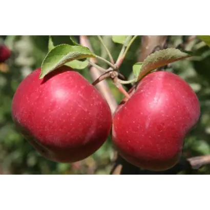 ИНТЕРПРАЙС