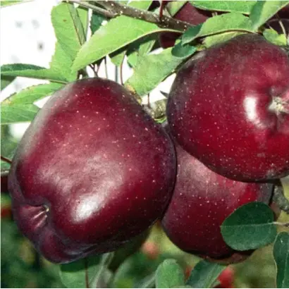 ЭРЛИ РЕД ВАН