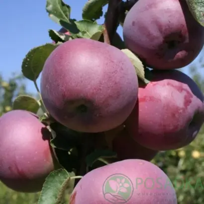 ВИЛЬЯМС ПРАЙД