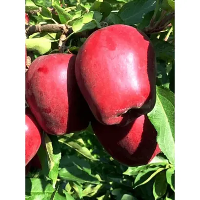 СКАРЛЕТ СПУР