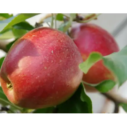 ЗВЕЗДА АРТЕМЬЕВА