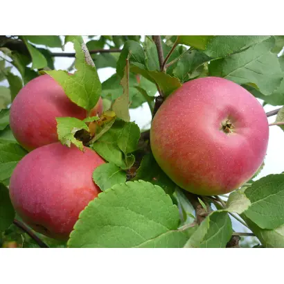 АПРЕЛЬСКОЕ