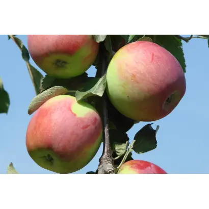 ТАМБОВСКОЕ