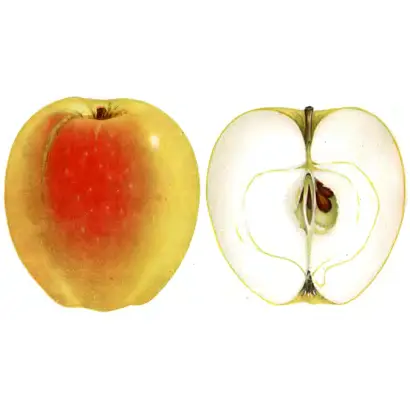 ПЕПИН ЧЕРНЕНКО