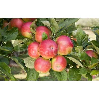 РЕД АЙДАРЕД