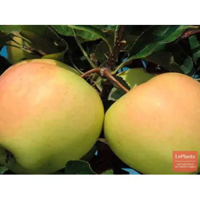 РЕНЕТ ПОВОЛЖЬЯ