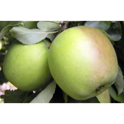 ПАМЯТЬ СИКОРЫ