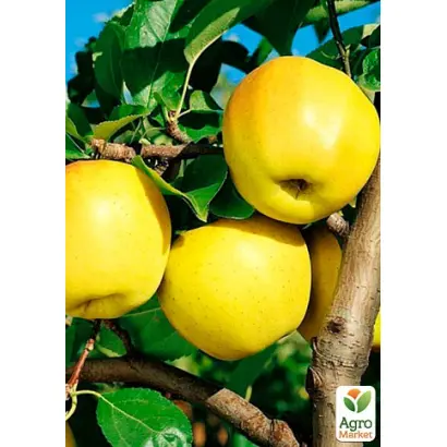 КРЫМСКОЕ ЗОЛОТИСТОЕ