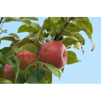 МИННЕВОШТА