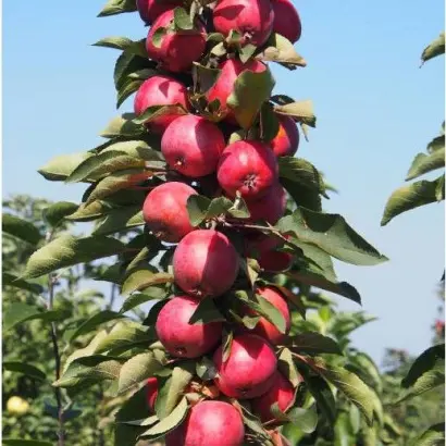 АЛЫЕ ПАРУСА