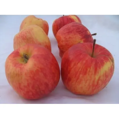 ДЕЛЬБАРЕСТИВАЛЬ