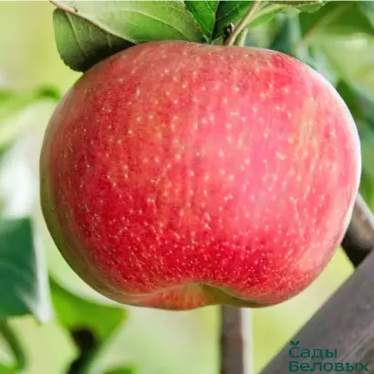 ХОНЕЙКРИСП