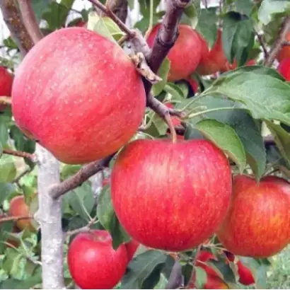 ЖЕНЕВА ЭРЛИ