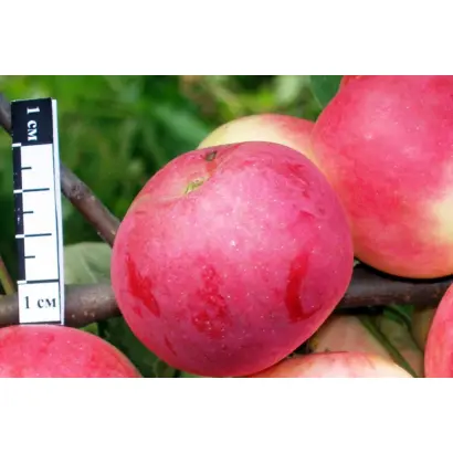 ТАТАНАКОВСКОЕ