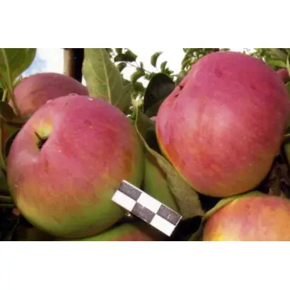 ДЕНЬ ПОБЕДЫ