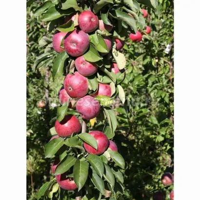 ОРЛОВСКАЯ ЕСЕНИЯ