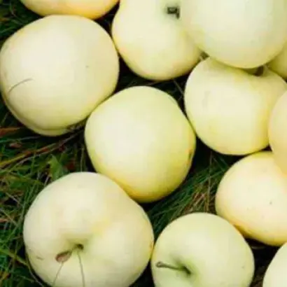 БЕЛОСНЕЖКА