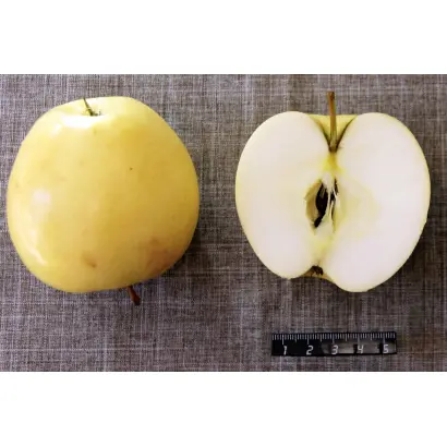 ПАМЯТИ НЕСТЕРОВА