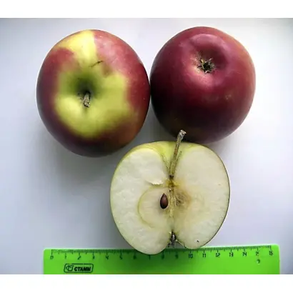 ПАМЯТЬ КЕДРИНА