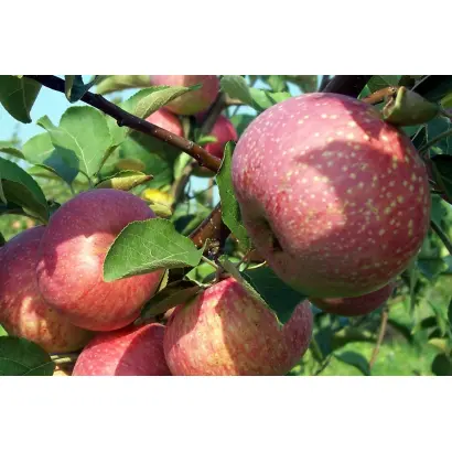 САМАРСКИЙ РУБИН