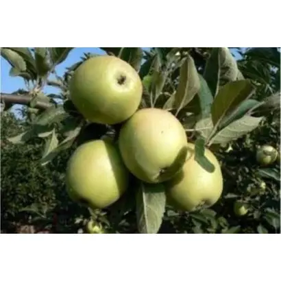 БАЛАКЛАВСКОЕ