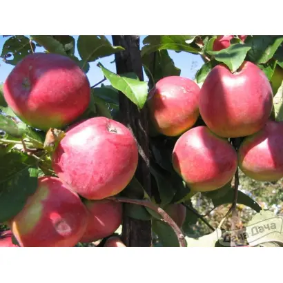 ОРЛОВСКАЯ ЗАРЯ