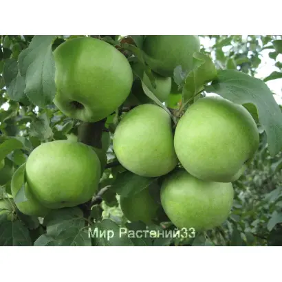 РЕНЕТ ПЛАТОНА