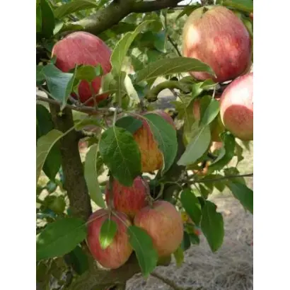 ДЕЛИШЕС МАРИИ