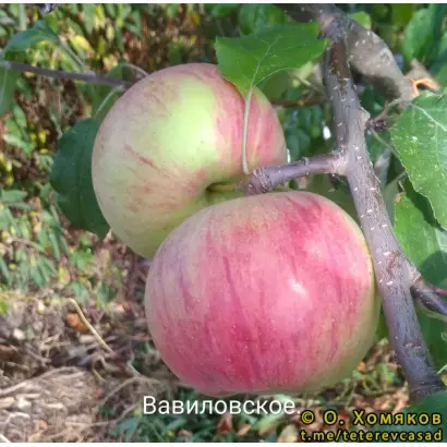 ВАВИЛОВСКОЕ