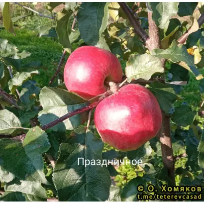 ПРАЗДНИЧНОЕ