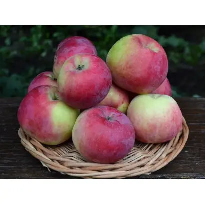 БРЯНСКОЕ АЛОЕ