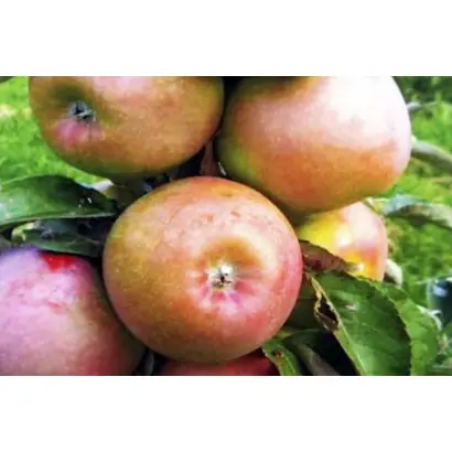 РУМЯНЫЙ АЛЬПИНИСТ