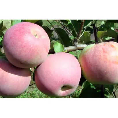 АКАДЕМИК КАЗАКОВ