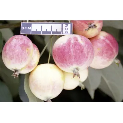 СОЛОВЬЕВСКОЕ