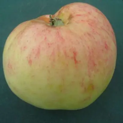 ОСИПОВСКОЕ