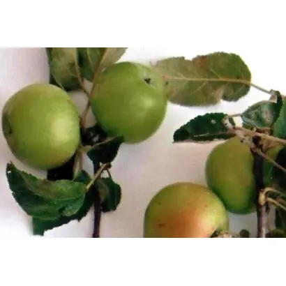 БАТТАЛОВСКОЕ