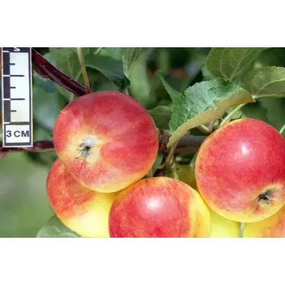 КОМАРОВСКОЕ