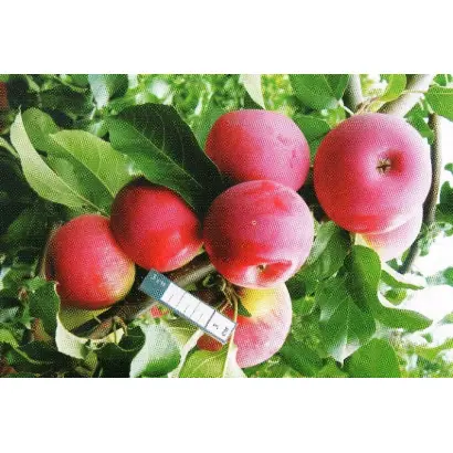 ПОКЛОН ШУКШИНУ