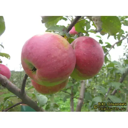 ТУРГЕНЕВСКОЕ